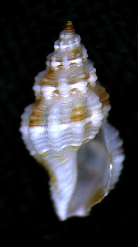 un aiutino per farmi capire........